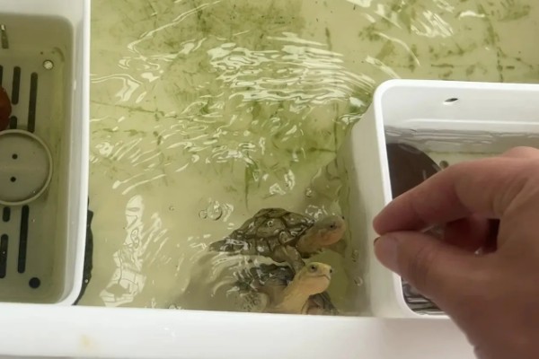 小乌龟吃什么，可以投喂鱼虫、螺类等