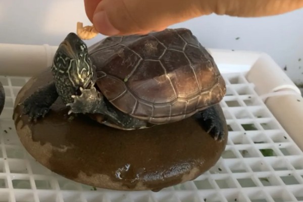 小乌龟吃什么，可以投喂鱼虫、螺类等