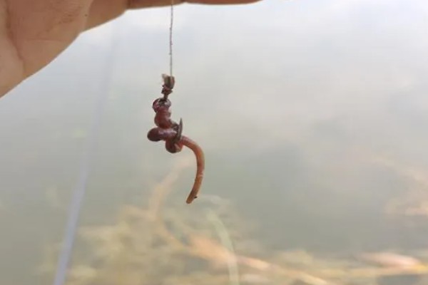 立春后钓鱼用什么饵料,可以用动物饵料