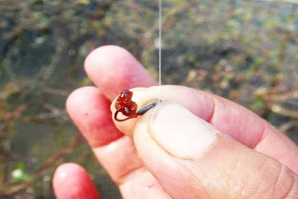 立春后钓鱼用什么饵料,可以用动物饵料