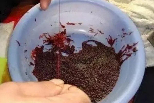 立春后钓鱼用什么饵料,可以用动物饵料