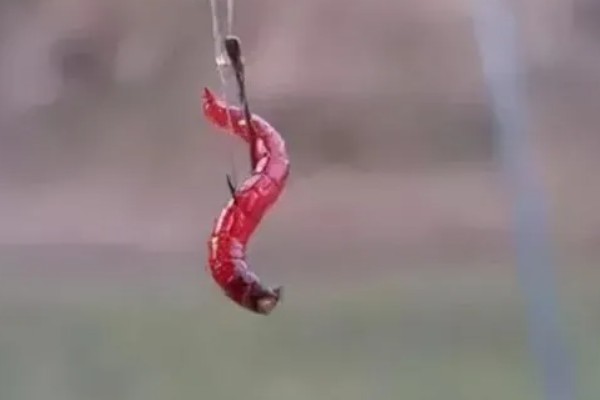 立春后钓鱼用什么饵料,可以用动物饵料