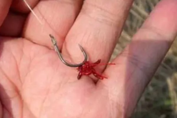 立春后钓鱼用什么饵料,可以用动物饵料