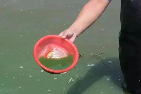 鱼缸如何彻底除藻，可人工除藻也可药物除藻