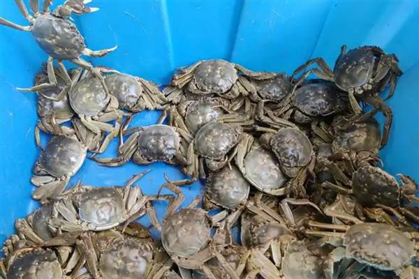 过夜大闸蟹能不能吃,煮熟后超过24小时便不可食用