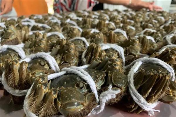 过夜大闸蟹能不能吃,煮熟后超过24小时便不可食用