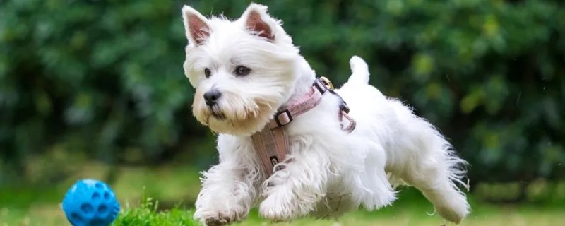 母狗绝育危险吗，有一定的风险