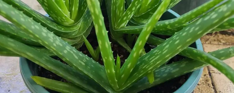 粉色芦荟和绿色芦荟有什么区别，颜色和外观均不同