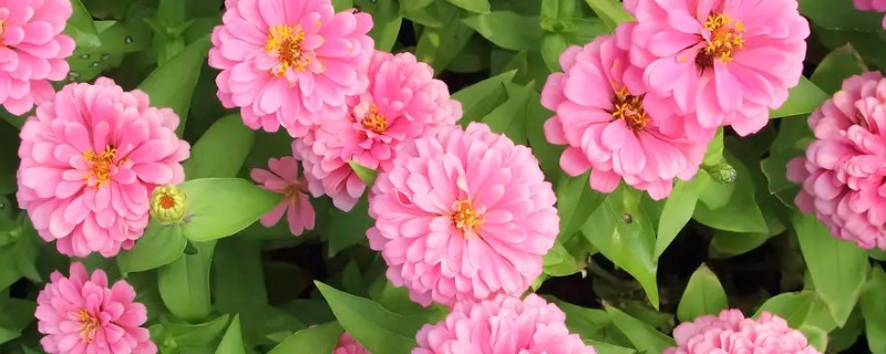 有哪些9月开花的植物，常见的有百日草、硫华菊等