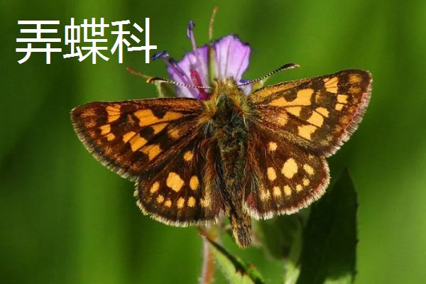 蝴蝶的种类，常见的有弄蝶科、缰弄蝶科等