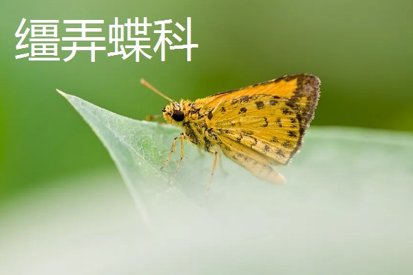 蝴蝶的种类，常见的有弄蝶科、缰弄蝶科等