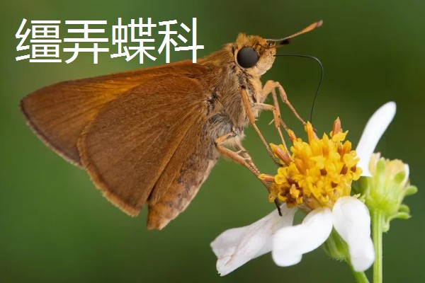 蝴蝶的种类，常见的有弄蝶科、缰弄蝶科等