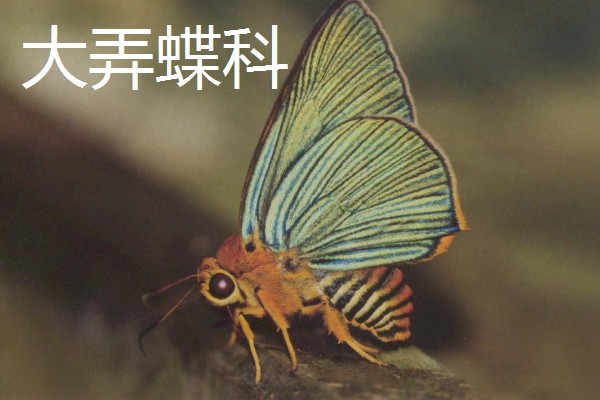 蝴蝶的种类，常见的有弄蝶科、缰弄蝶科等