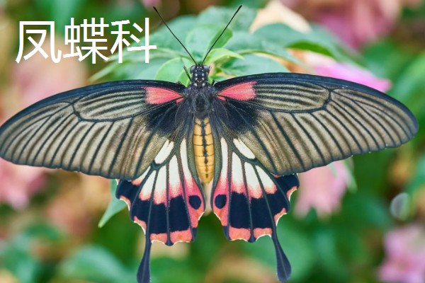 蝴蝶的种类，常见的有弄蝶科、缰弄蝶科等