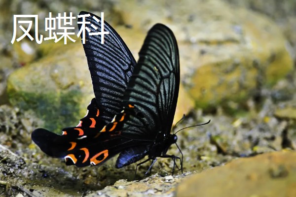 蝴蝶的种类，常见的有弄蝶科、缰弄蝶科等
