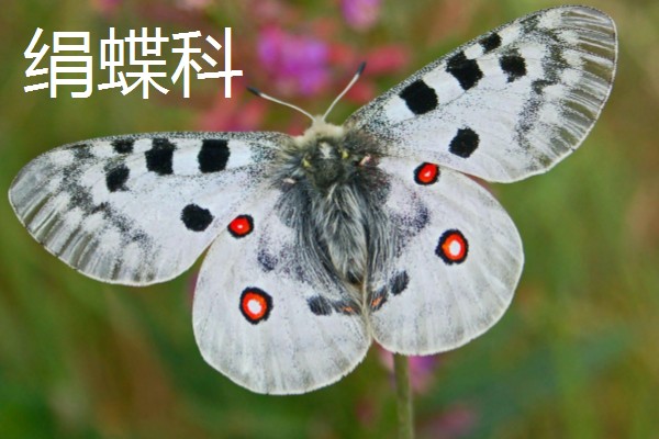 蝴蝶的种类，常见的有弄蝶科、缰弄蝶科等