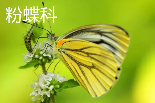 蝴蝶的种类，常见的有弄蝶科、缰弄蝶科等