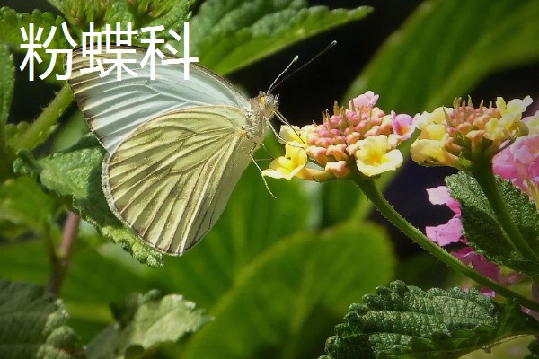 蝴蝶的种类，常见的有弄蝶科、缰弄蝶科等