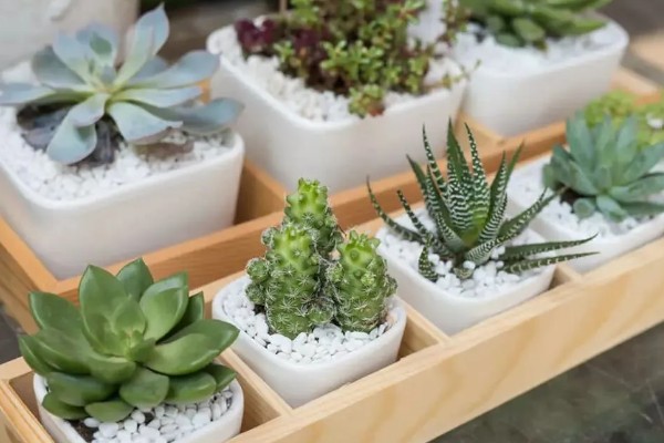 多肉植物能放卧室吗，多肉植物可以放在卧室里