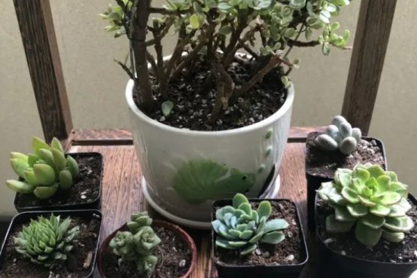 多肉植物能放卧室吗，多肉植物可以放在卧室里