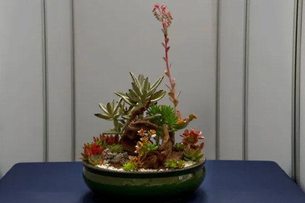 多肉植物能放卧室吗，多肉植物可以放在卧室里