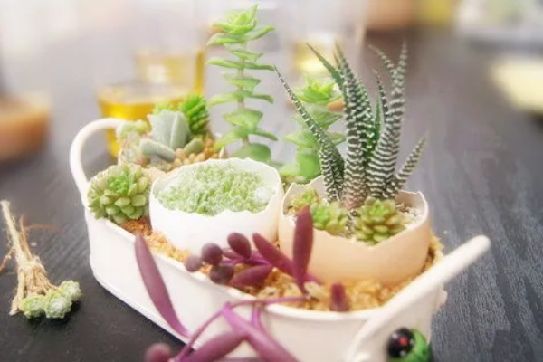 多肉植物能放卧室吗，多肉植物可以放在卧室里