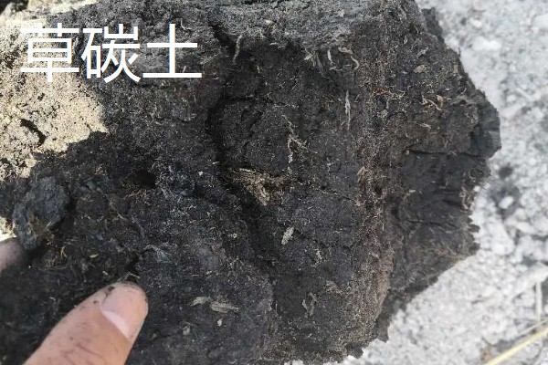 多肉植物能放卧室吗，多肉植物可以放在卧室里