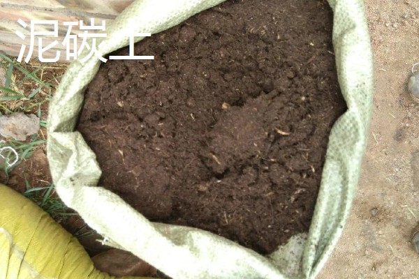 多肉植物能放卧室吗，多肉植物可以放在卧室里