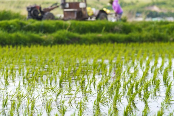 水稻插秧的行距和株距,行距通常是在30厘米左右