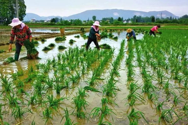 水稻插秧的行距和株距,行距通常是在30厘米左右