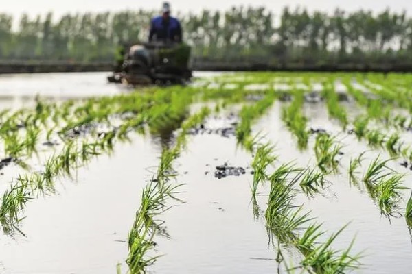 水稻插秧的行距和株距,行距通常是在30厘米左右