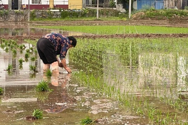 水稻插秧的行距和株距，行距通常是在30厘米左右