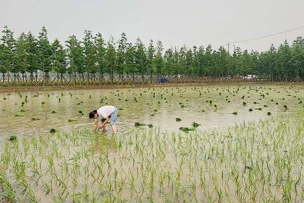水稻插秧的行距和株距,行距通常是在30厘米左右