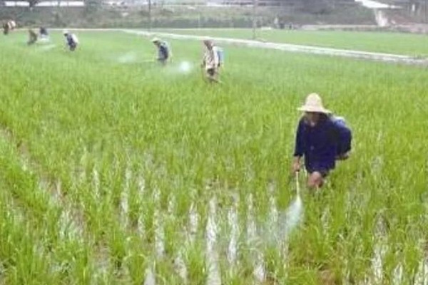 水稻插秧的行距和株距,行距通常是在30厘米左右