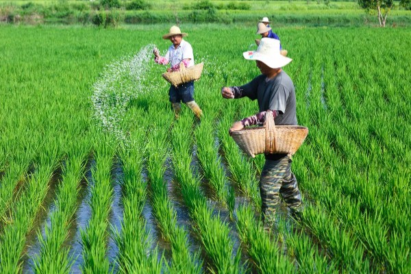 水稻插秧的行距和株距,行距通常是在30厘米左右