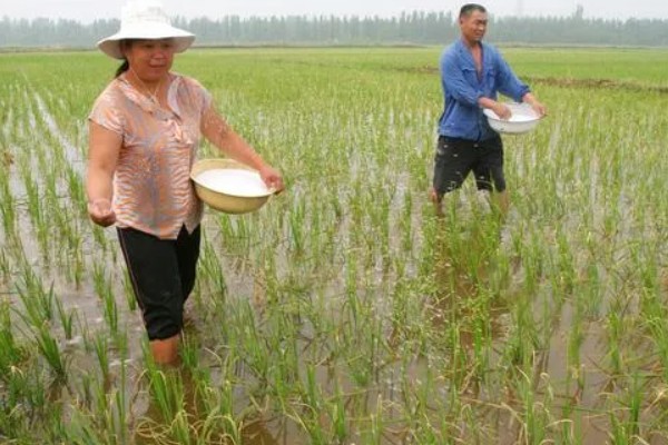 水稻插秧的行距和株距,行距通常是在30厘米左右
