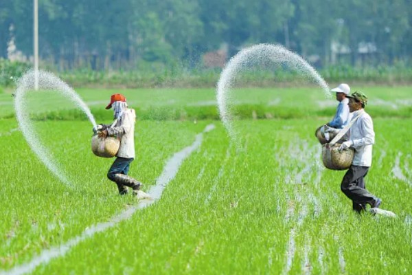 水稻插秧的行距和株距,行距通常是在30厘米左右