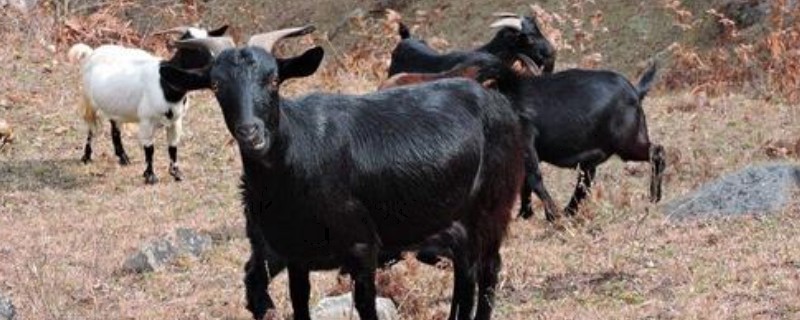 广西河池市大化瑶族自治县的特产,有七百弄山羊、大化白玉薯等