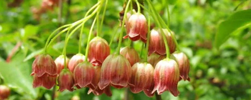 日本吊钟能养多长时间，通常可以养殖一个月左右