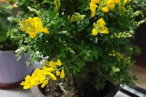 金雀花的养殖方法，要根据不干不浇的浇水原则
