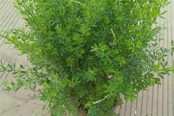 金雀花的养殖方法，要根据不干不浇的浇水原则