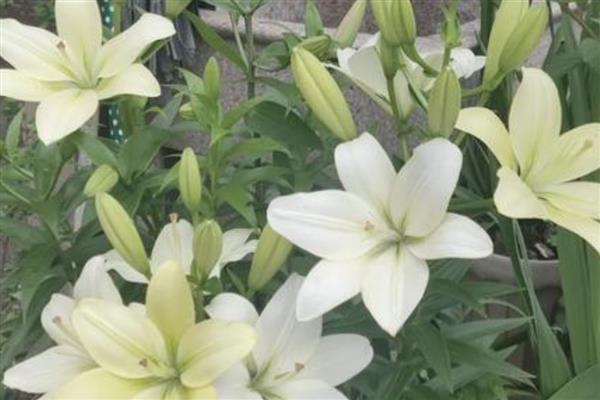 百合的花语,寓意百年好合、深深的祝福等