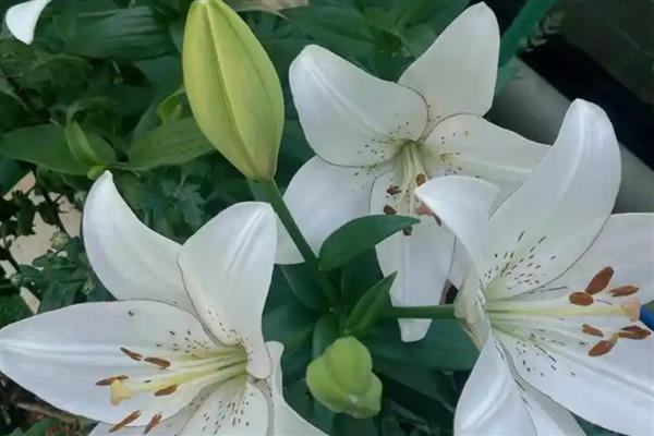 百合的花语,寓意百年好合、深深的祝福等