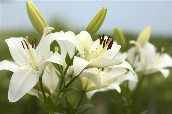 百合的花语,寓意百年好合、深深的祝福等