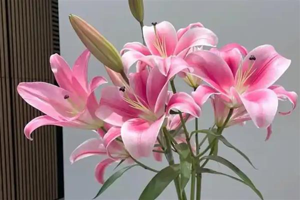 百合的花语,寓意百年好合、深深的祝福等