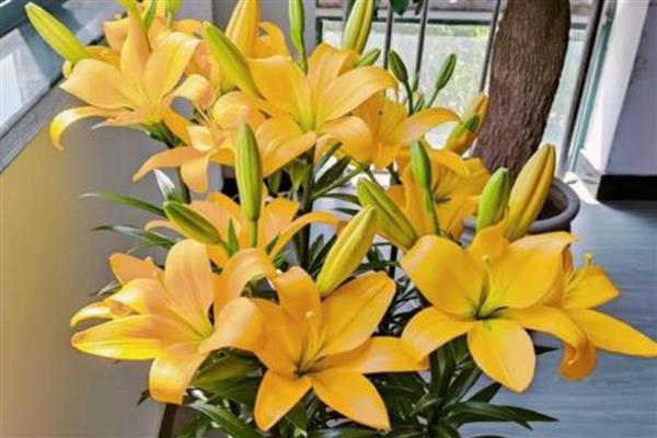 百合的花语,寓意百年好合、深深的祝福等