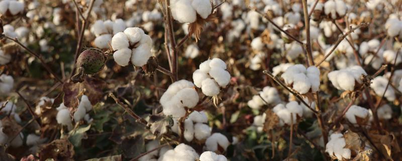 棉花品种如何选择，选择正规厂家生产的品种