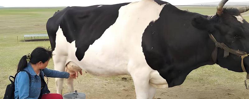 奶牛怎样挤奶，挤奶之前需洗刷牛体
