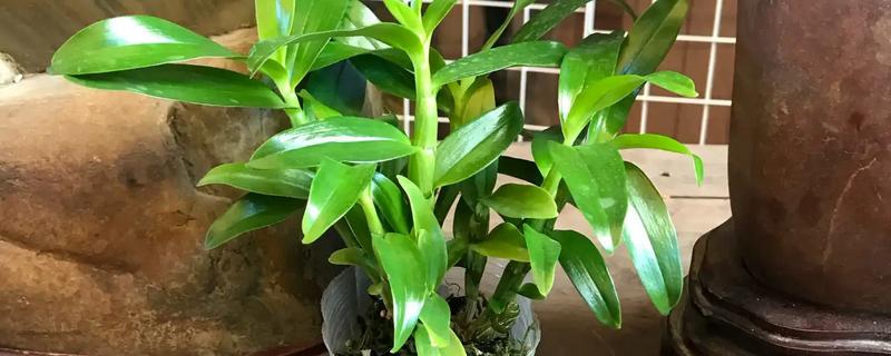 石斛的养殖方法,放置在散射光充足的环境中养护