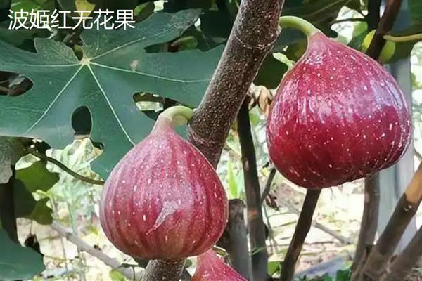 国内无花果的产地分布，主要分布在新疆、山东、江苏等